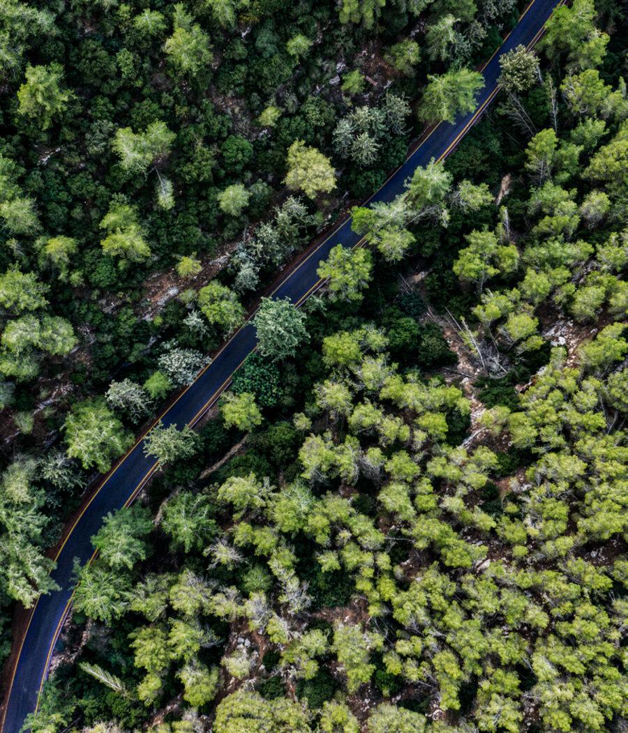 Forêt